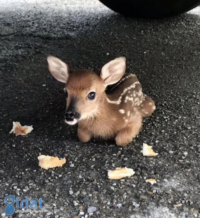 تصاویری از بامزهترین بچههای دنیا که روزتان را میسازد