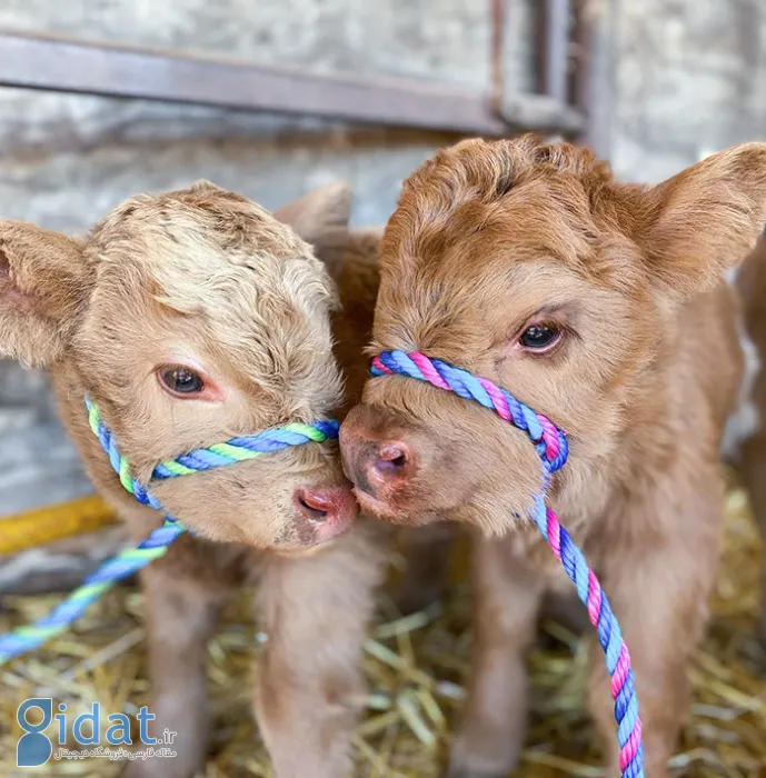 تصاویری از بامزهترین بچههای دنیا که روزتان را میسازد