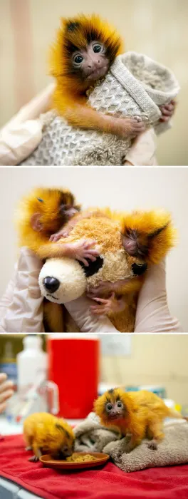 تصاویری از بامزهترین بچههای دنیا که روزتان را میسازد