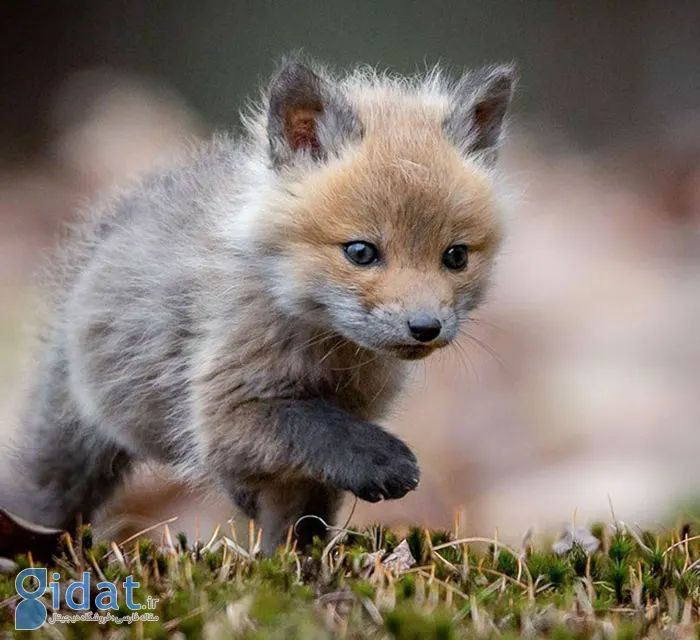 تصاویری از بامزهترین بچههای دنیا که روزتان را میسازد