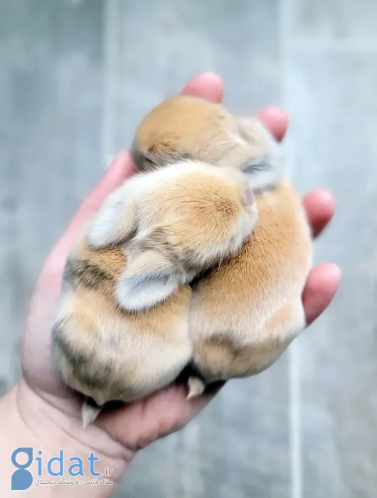 تصاویری از بامزهترین بچههای دنیا که روزتان را میسازد