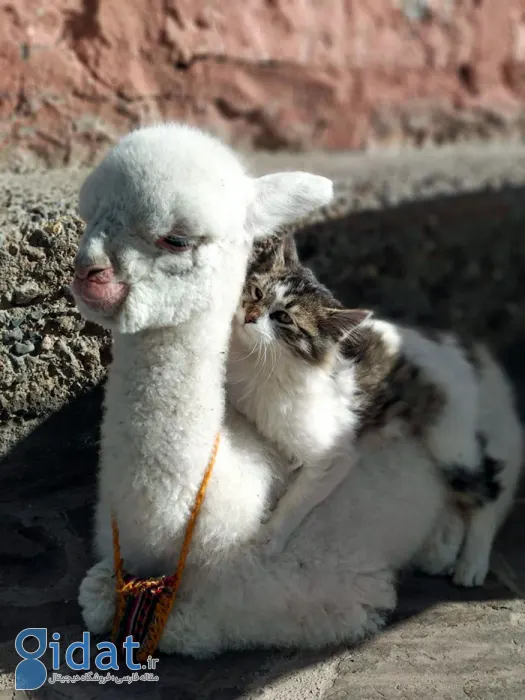 تصاویری از بامزهترین بچههای دنیا که روزتان را میسازد