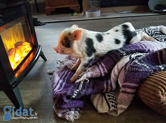 تصاویری از بامزهترین بچههای دنیا که روزتان را میسازد