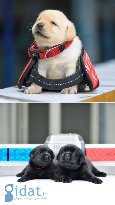 تصاویری از بامزهترین بچههای دنیا که روزتان را میسازد