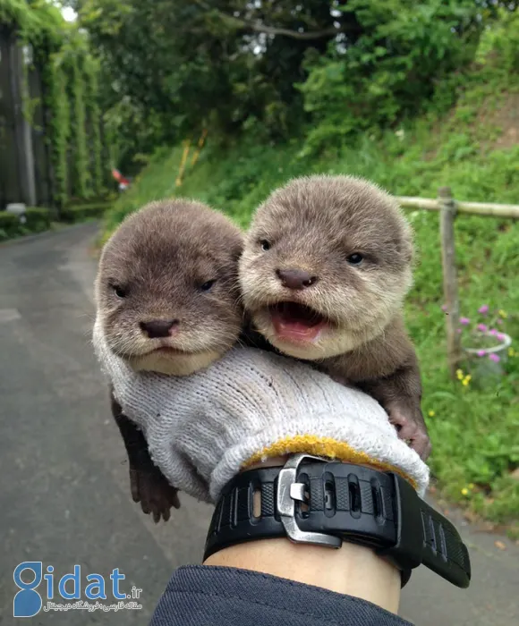 تصاویری از بامزهترین بچههای دنیا که روزتان را میسازد