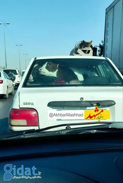 یک مسافر باورنکردنی در صندلی عقب یک پراید دیده شد!