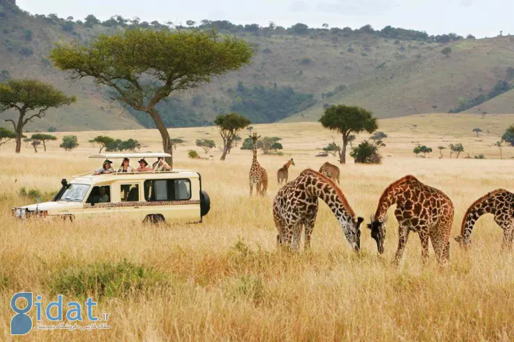 safari-truck-giraffes-micato-safaris-SAFARIGUIDETIPS0721-2549bb165aa34dc193cb8b6f3958654b-e1694024338105