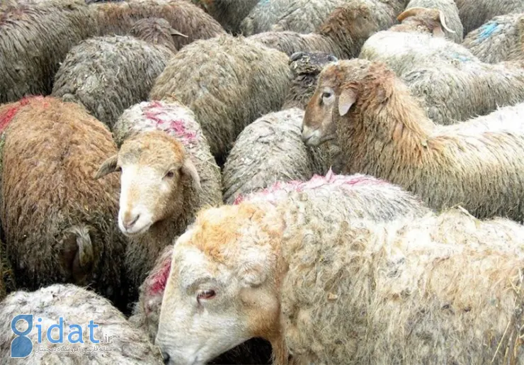 قیمت رسمی دام زنده در عید قربان اعلام شد