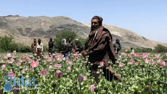 ماهیت تریاک در ایران تغییر کرده است!