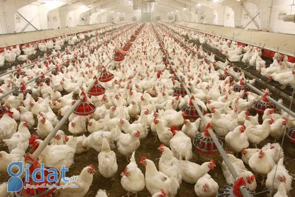 آیا مرغ دوباره گران می‌شود؟