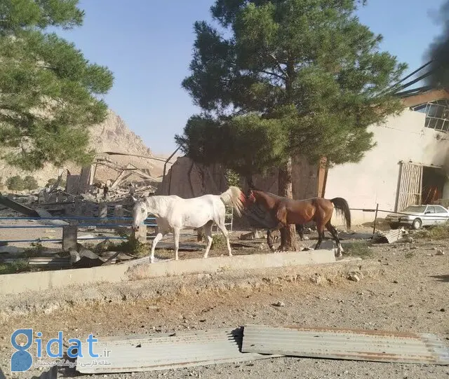 حمله اسرائیل به ۲ اسطبل پرورش اسب در کرمانشاه
