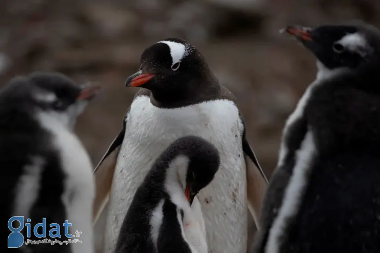 داستان مرگ دسته جمعی پنگوئن ها بر اثر آنفولانزا
