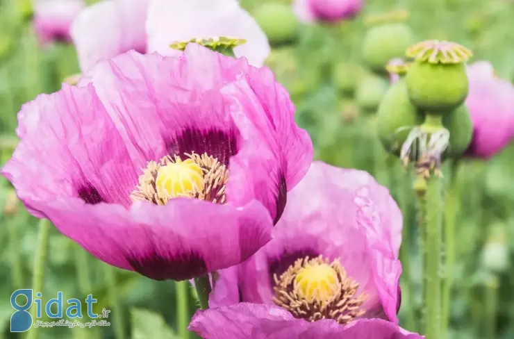 جایگزینی برای شربت تریاک معرفی شد