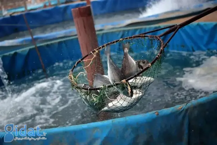 تولید ۵۰ تن ماهی با یک لیتر آب در تهران!