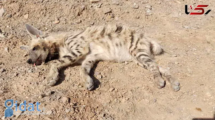 برخورد یک کفتار با خودرو در خراسان جنوبی