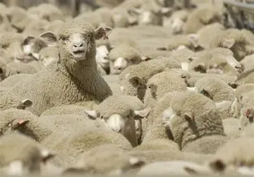 درخواست قطر از ایران: گوسفند ایرانی می‌خواهیم!