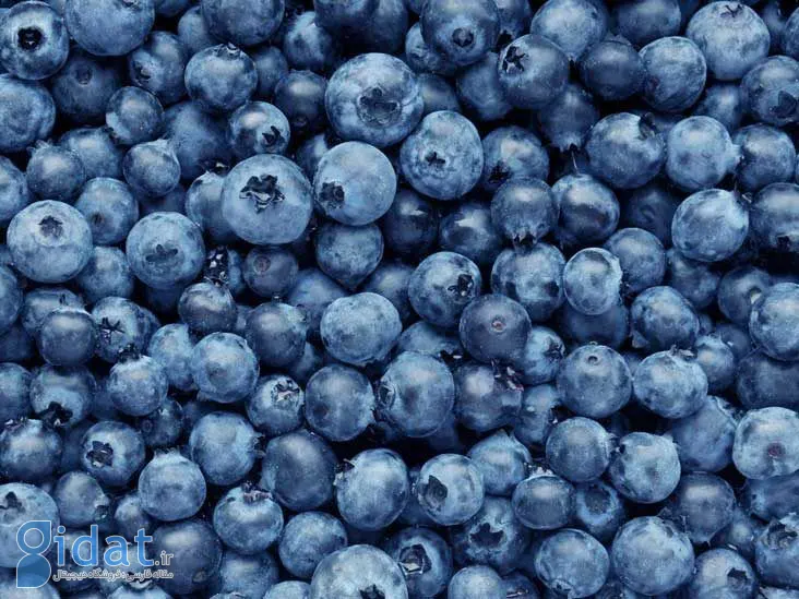 blueberries_fresh_fullframe_732x549_thumb-732x549