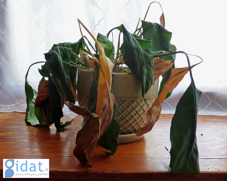 ۶ نشانه که نشان می‌دهد وقت خداحافظی با گیاهتان فرا رسیده است!