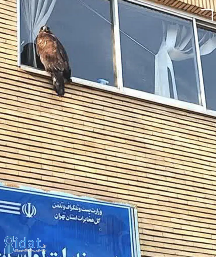 عقاب سرگردان در لواسان زنده اسیر شد