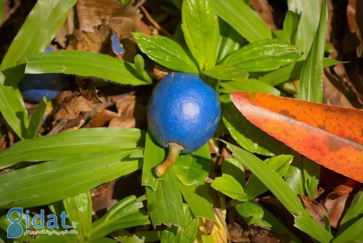 با تنها «میوه آبی» جهان آشنا شوید