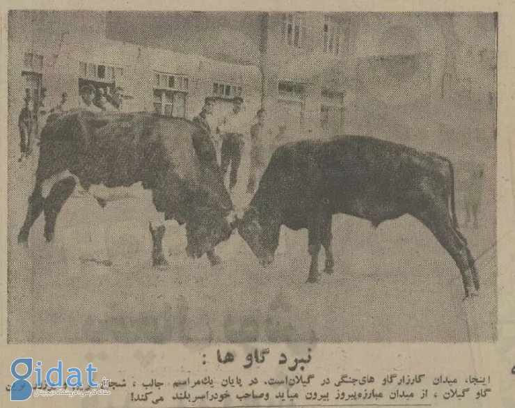 گاوبازی و شرط بندی در گیلان رواج یافت