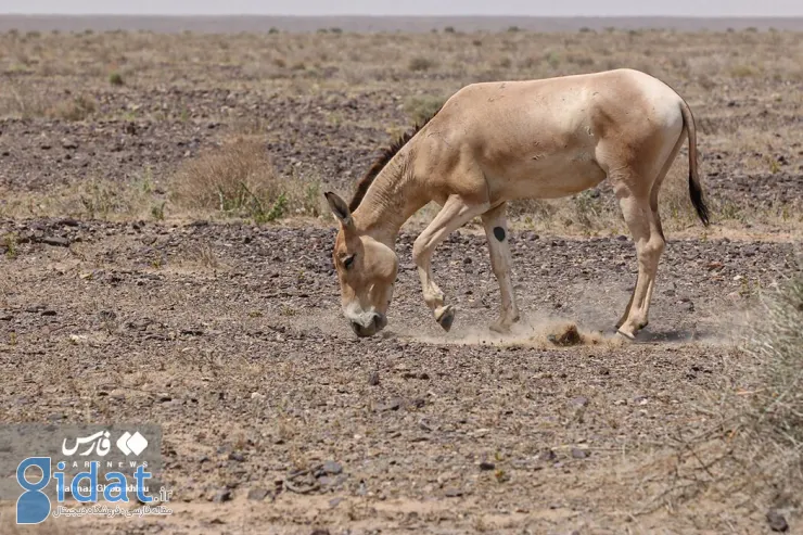 تصاویرِ گشت‌ و گذار گور ایرانی در پارک ملی سمنان