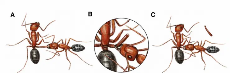 مورچه‌های جراح چطور پا قطع می‌کنند؟