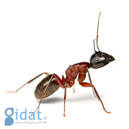 مورچه های جراح چگونه پاهای خود را قطع می کنند؟