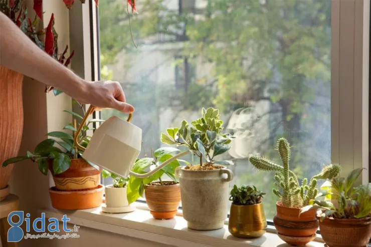 بهترین گیاهان برای تصفیه هوای خانه و محل کار، طبق گفته ناسا