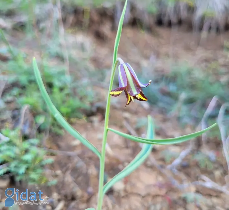 داستان کشف یک گیاه جدید در طبیعت کردستان