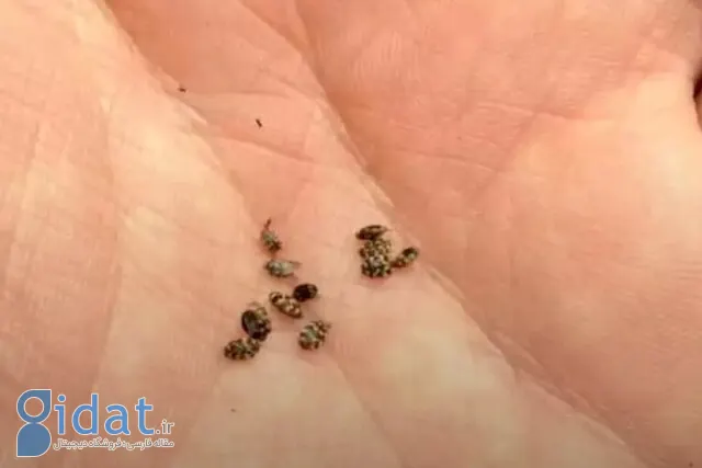 سوسک فرش چیست و از کجا می‌آید؟