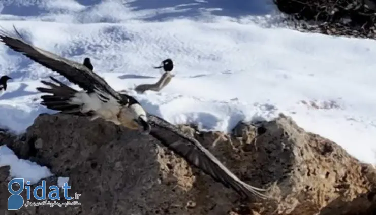 «همای سعادت» بار دیگر مردم را غافلگیر کرد