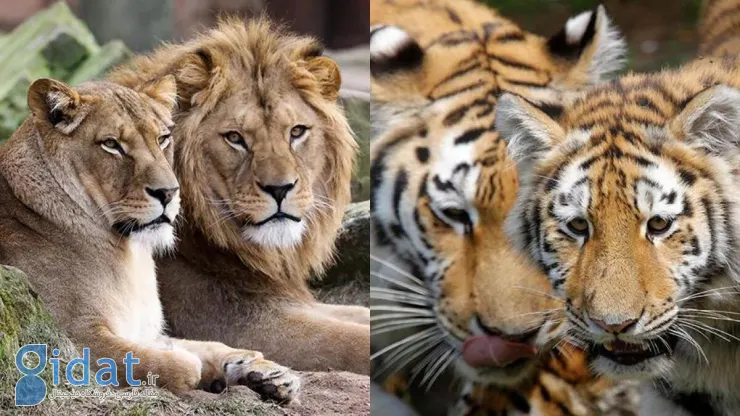 عکس تکان‌دهنده از باغ‌وحش مشهد که وایرال شد 
