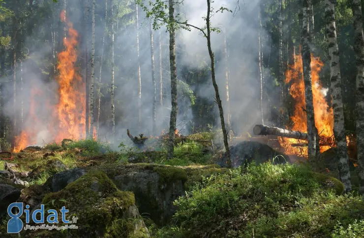 17 نفر جنگل های لرستان را به آتش کشیدند؟