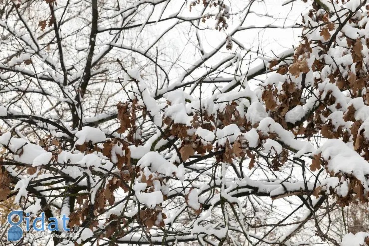 دمای هوا در ۱۸ استان به زیر صفر رسید!