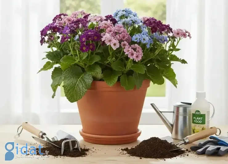 راهنمای کامل کاشت و مراقبت از گل سینارا برای عید نوروز