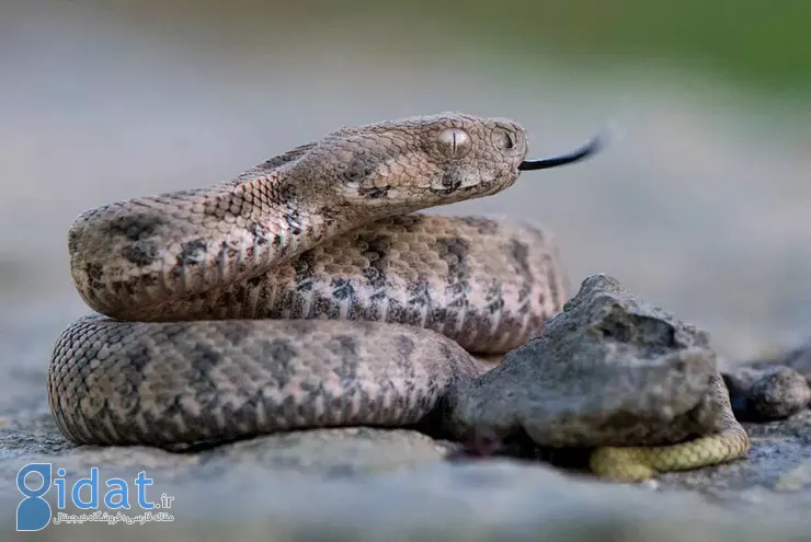 مارهای ترسناکی که مثل گرگ شکار می‌کنند