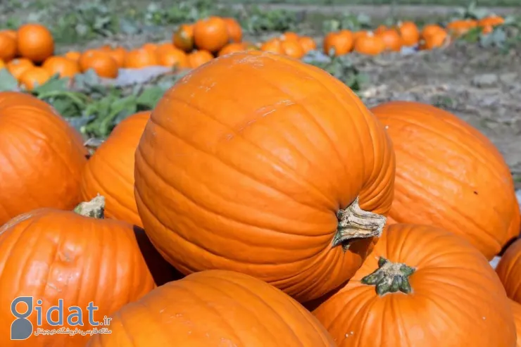 این ترفندها بهترین کدو تنبل موجود در بازار را به شما می‌دهند!