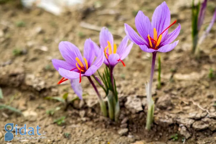 افزایش چشمگیر قیمت زعفران
