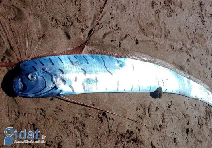 «ماهی روز قیامت» در سواحل تاسمانی دیده شد