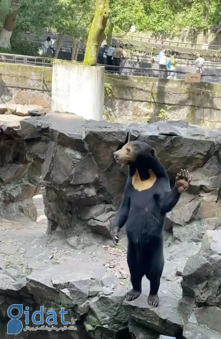 خرس های عجیبی که از رفتار انسان تقلید می کنند