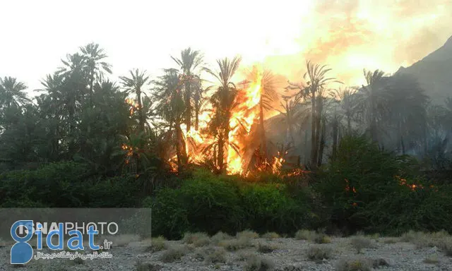 آتش سوزی شدید در نخلستان های بندرعباس