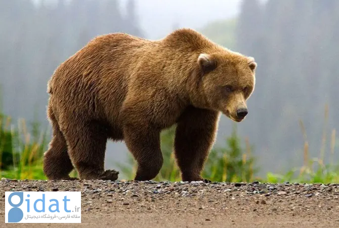 یک توله خرس قهوه ای در سوادکوه کشته شد