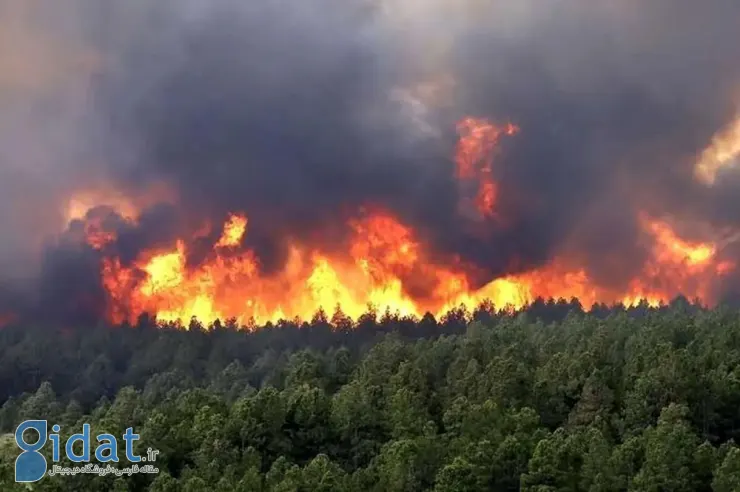 افشاگری باورنکردنی در مورد آتش‌سوزی جنگل الیت