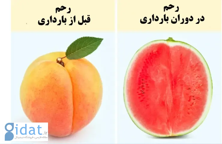 ۹ واقعیت عجیب درباره بارداری که از آن خبر ندارید