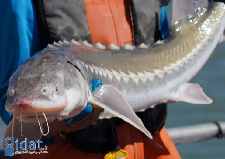 راز تازه ژاپنی‌ها برای خاویار بیشتر: تغییر جنسیت ماهی‌ها!