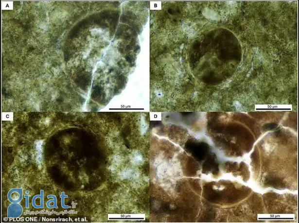 تلاش ترسناک برای زنده کردن انگل ۲۰۰ میلیون ساله!