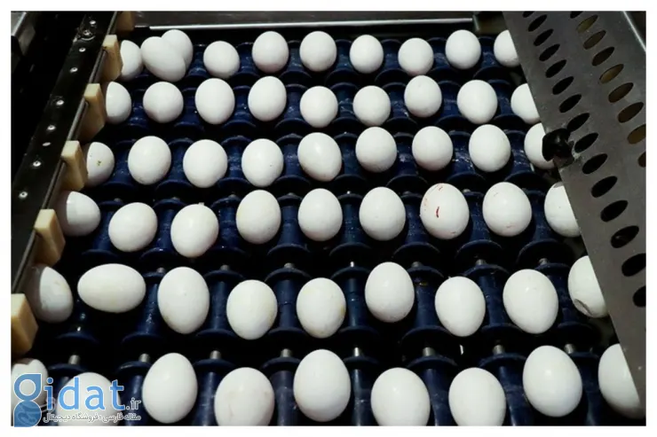 قیمت جدید تخم مرغ اعلام شد