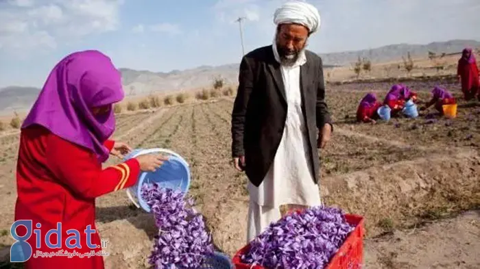 طعنه زدن به مقام طالبان در ایران خبرساز شد