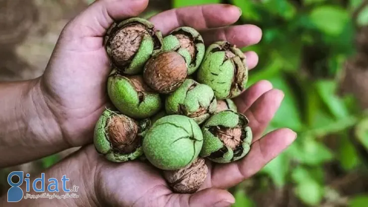 خوردن گردو در شب چه فوایدی دارد؟